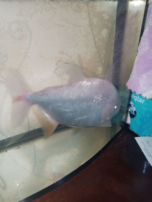 Рыба пиранья паку