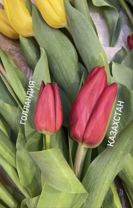 Самые крупные тюльпаны в Казахстане