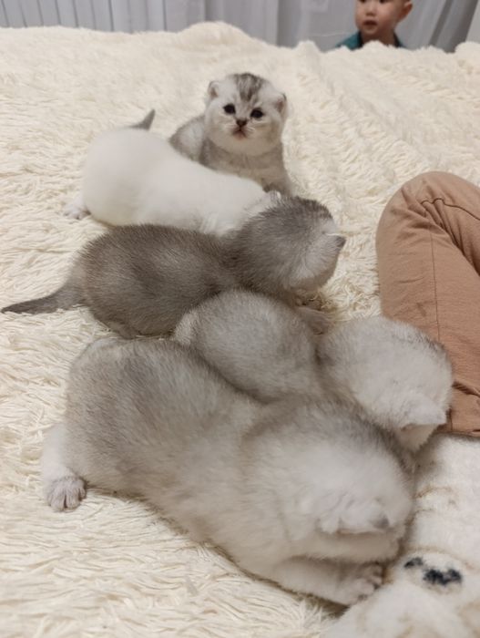 Продается Шотланкие Шиншиллы