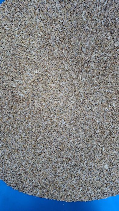 Ячмень в Мешках продам