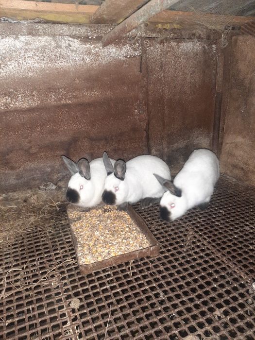 Iepuri californieni și uriaș german