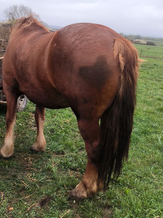 De vânzare mânză de trei ani