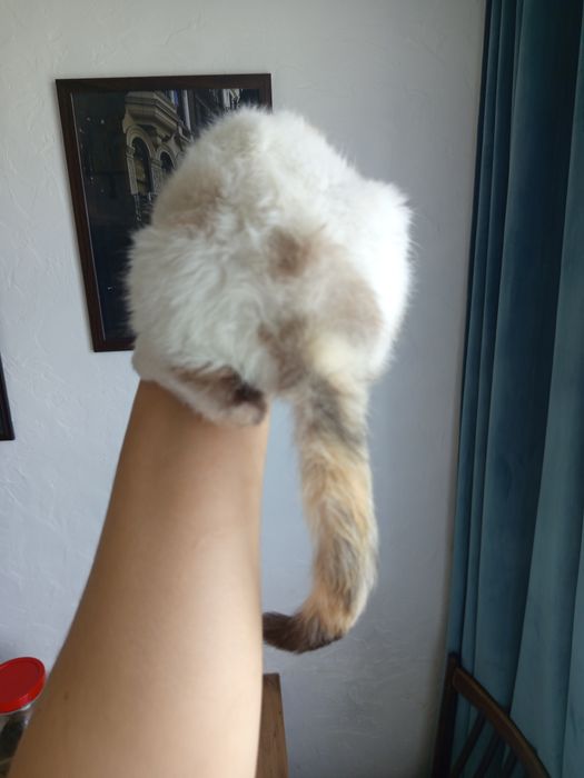 Котенок,в надёжные руки