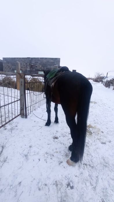 Айгырлар сатылады
