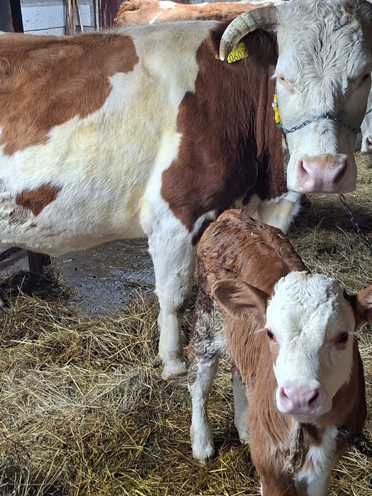 Vand vaca de 8 ani cu vitel de 2 saptamani mai multe detali in privat