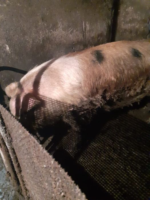 Продам племенного кабана