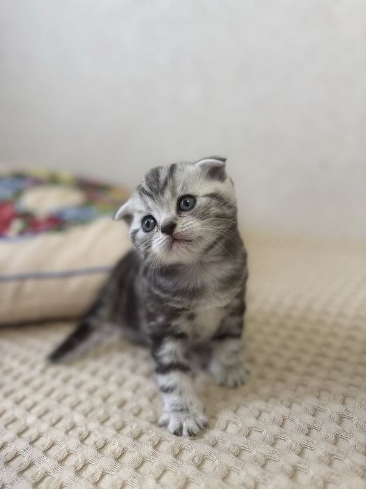Вислоухие Шотландские котята