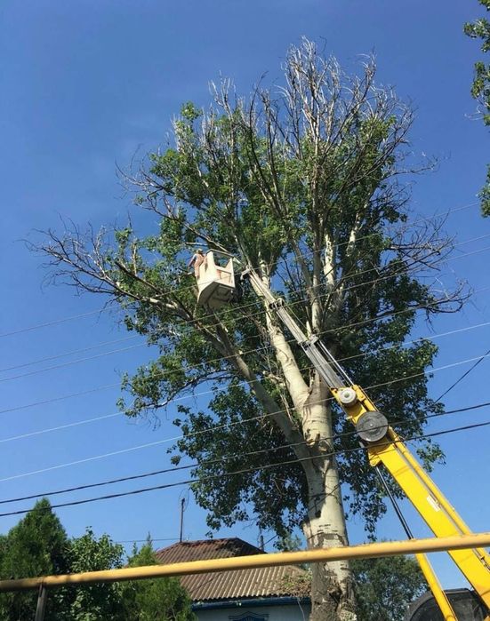 Спил дерево и обрезка