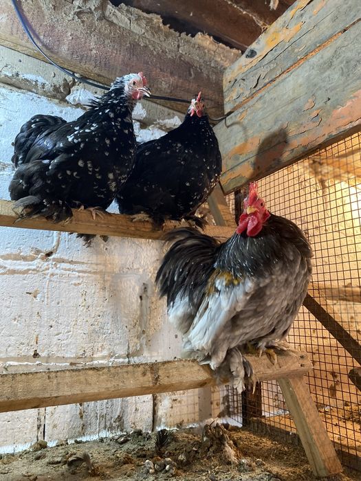 Карлики кохинхины