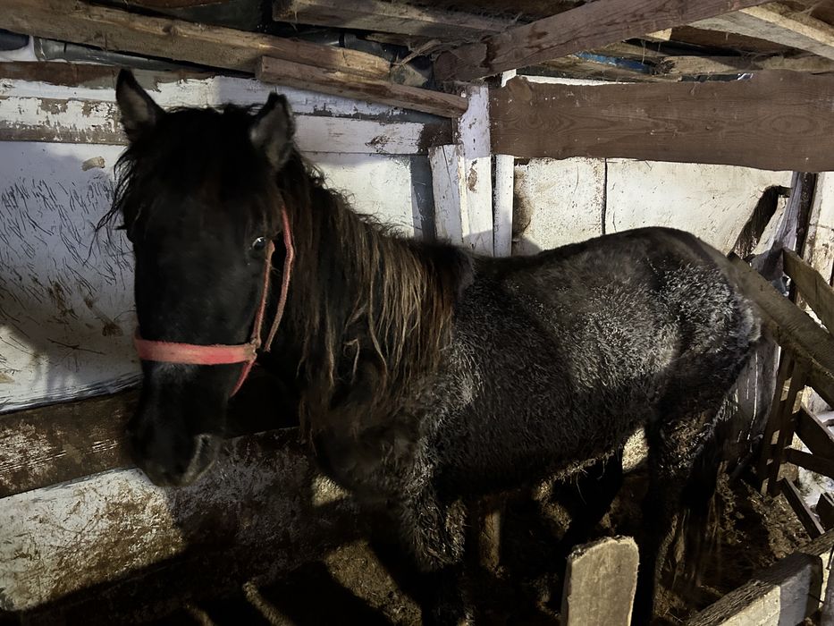 Тай сатылады согымга