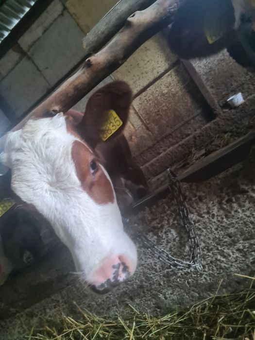 Vând 2 vițele de 5 luni