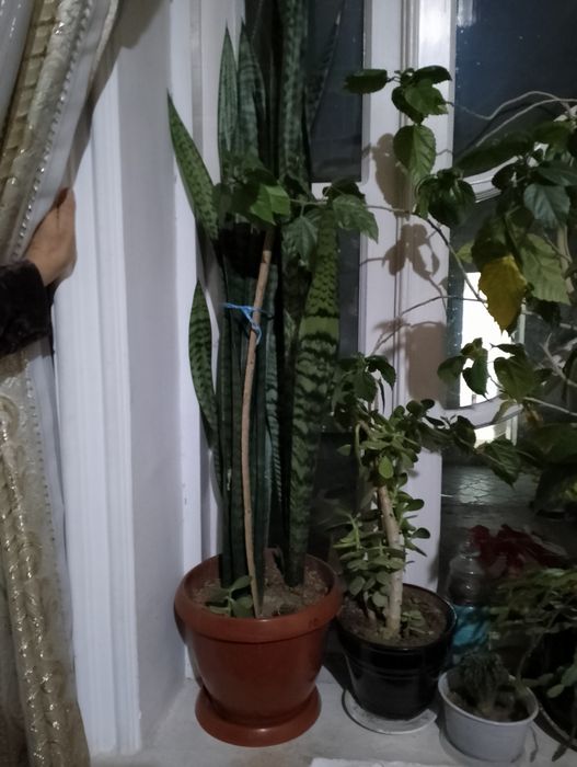 Гуллар сотилади асосан офисларда куйилади