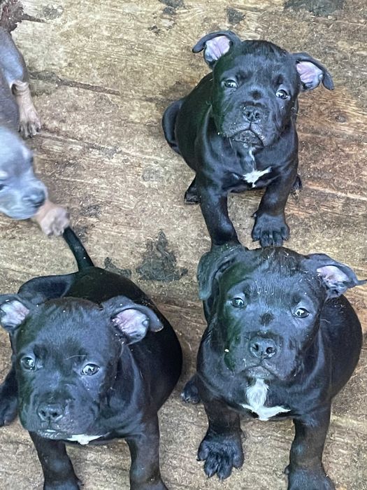 американский булли щенки