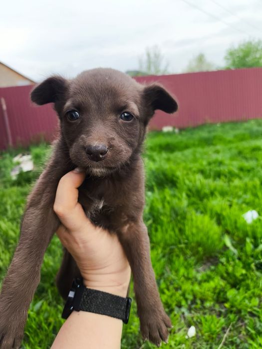 отдадим щенков в хорошие руки