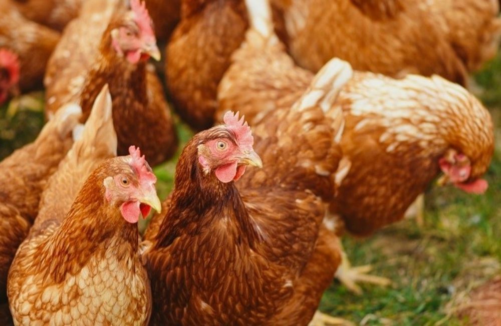 Продавам кокошки носачи за яйца