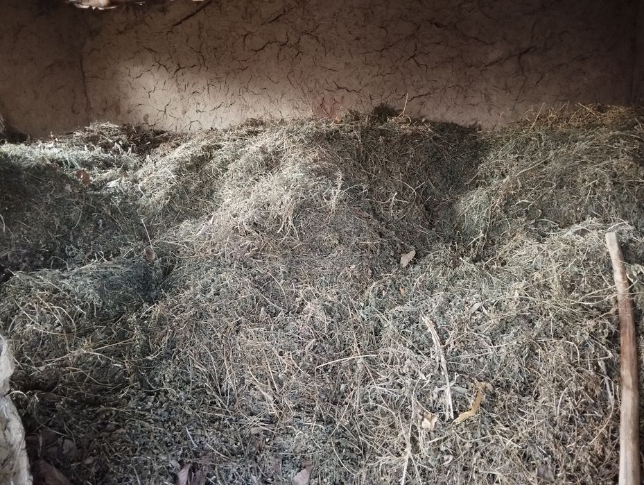 Ofertă Vând LUCERNĂ