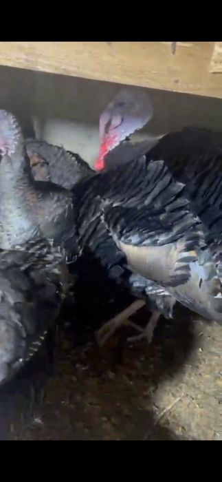 Инюшки Бронза 708 Россия , уже несутся