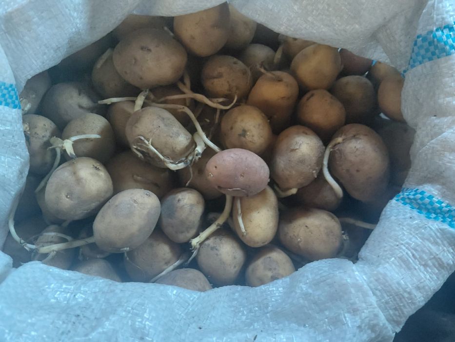 Семенной  картофель домашний