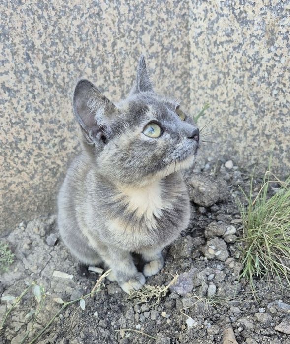 Отдам котёнка в  добрые руки