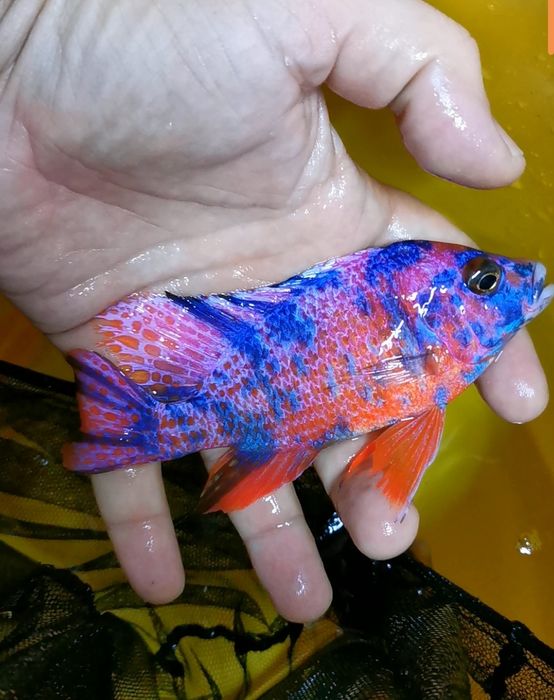 Ciclide africane (Aulonocara)