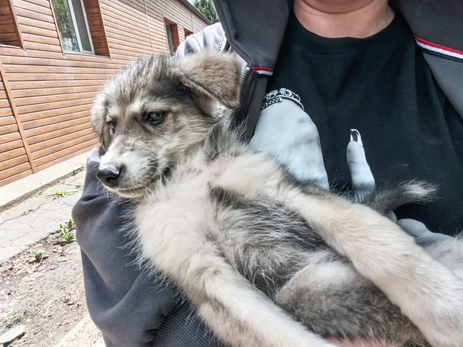 Срочно нужен дом щенку