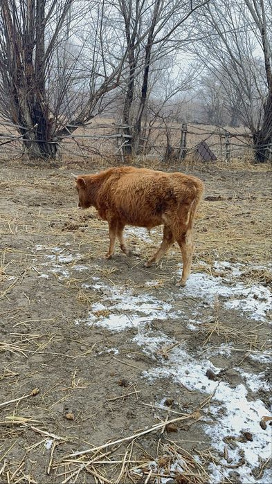 Бычок годовалы