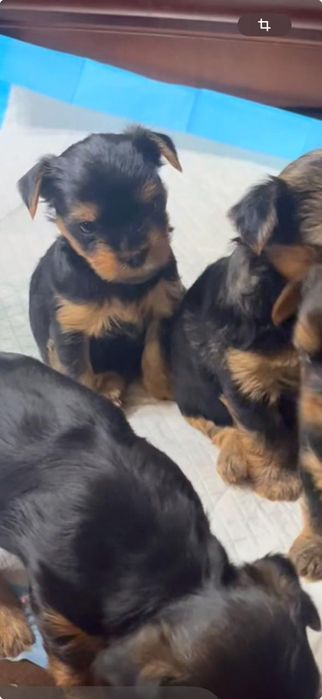 Щенки Йорка продам