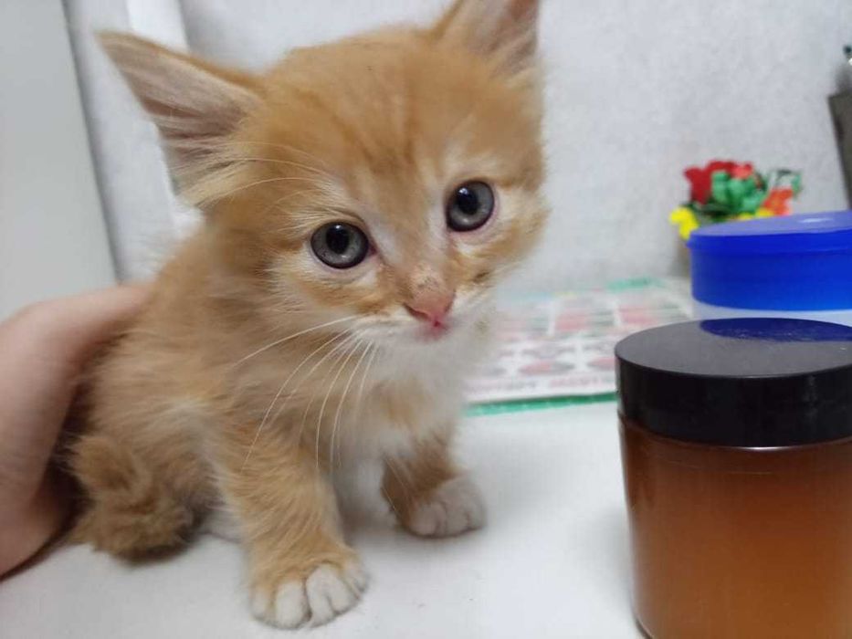 Отдам котят в добрые руки