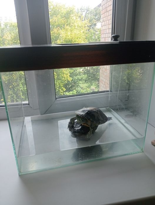 Красноухая черепаха,аквариум