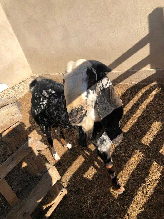 Теке битал 3 жасар