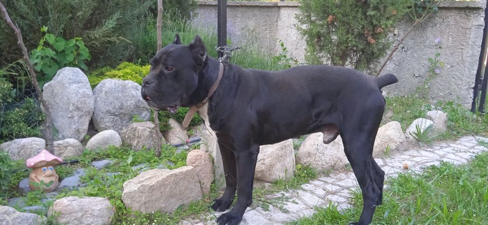 Мъжко Кане Корсо