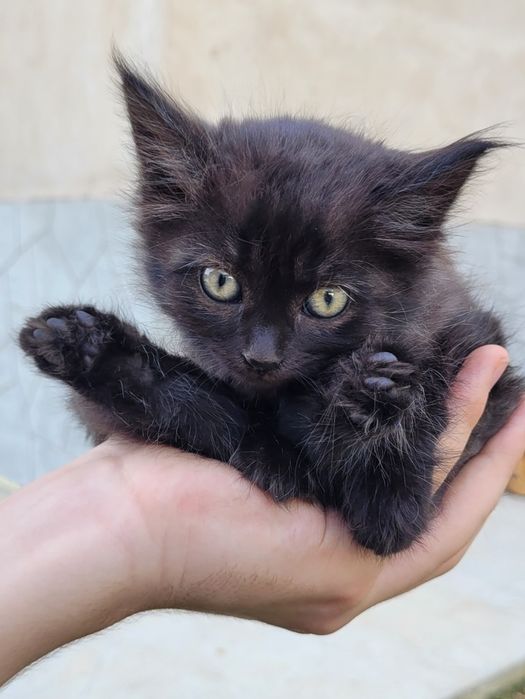 Котенок-мурлыка 2 мес