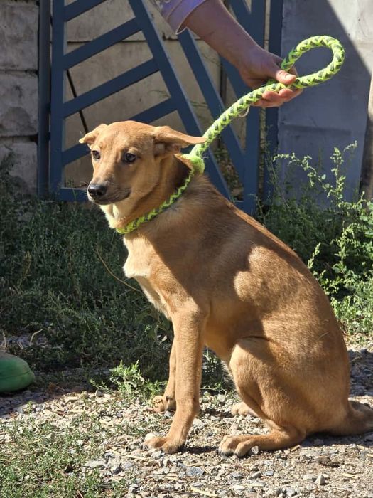 Щенок-девочка Нэна, 8 месяцев