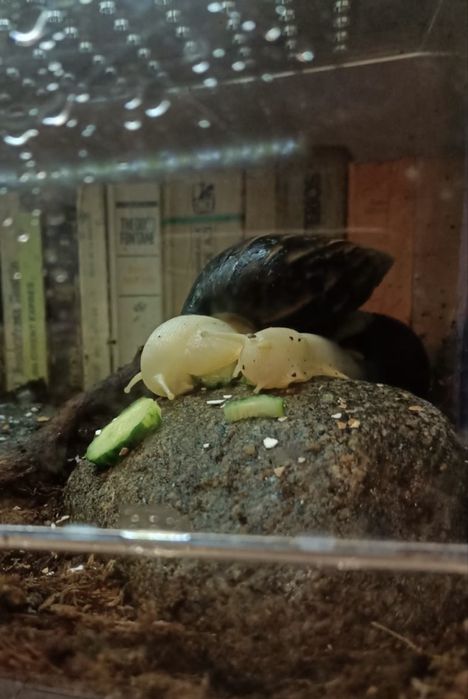 Pui melci africani