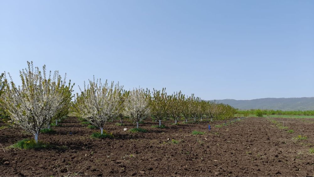 Овощна градина 10дка