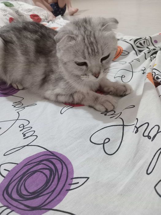 Scottish Fold (Шотландиялық салпаңқұлақ)