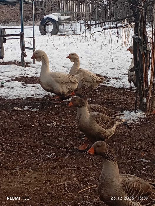 Гуси крупно серые продам