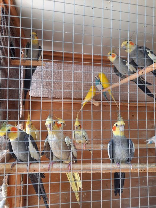 Karella va pushistik qushlar