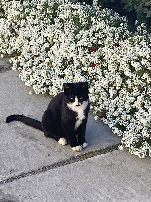 Милые Котята ищут дом