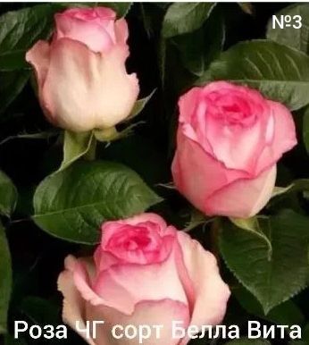 Роза атир гул гарант, сфати,