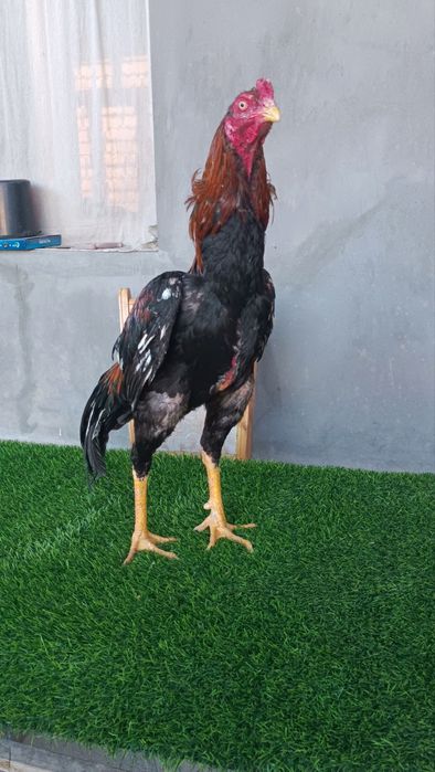 Dakan xoroz tovuqlar sotiladi