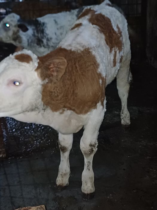 Vând tauras balțat!