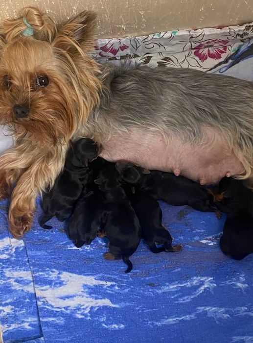 Кученца йоркширски териер