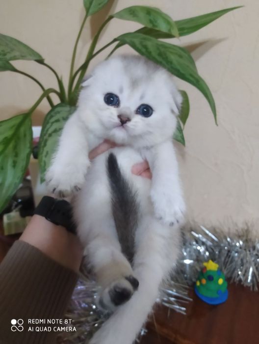 Котята чистокровные