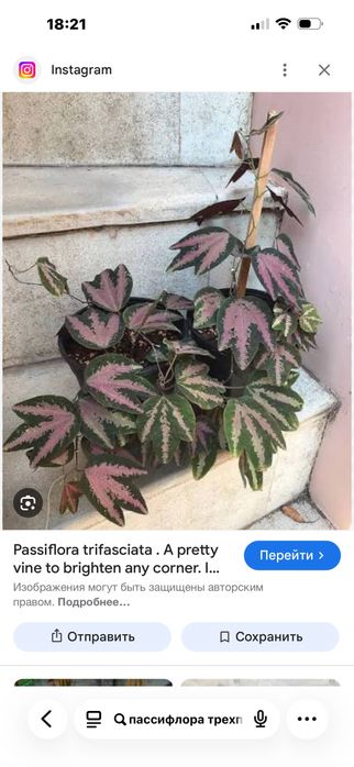Пассифлора трехлистная,страстоцвет