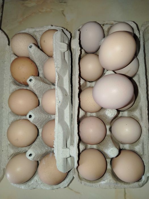 Ouă pentru incubat.