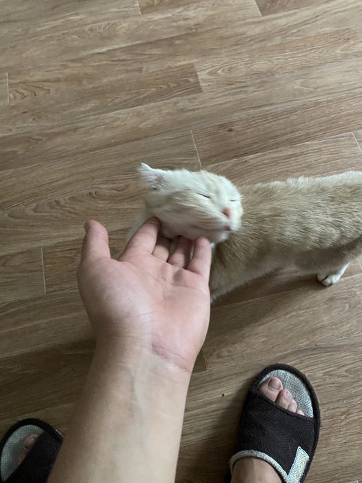 Шотладский кошка