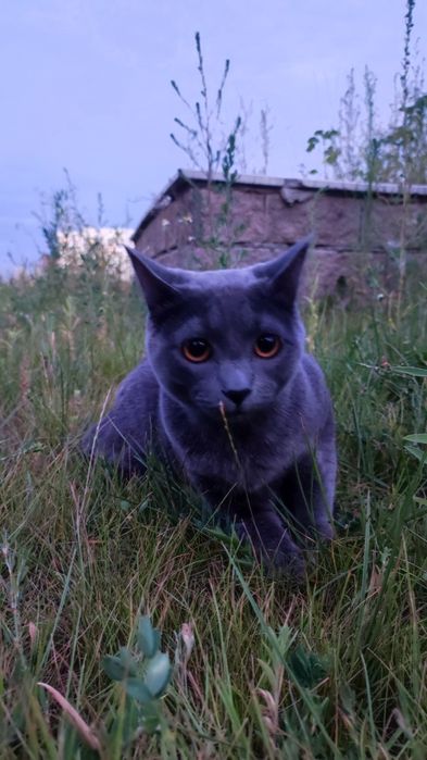 Отдам серого котика