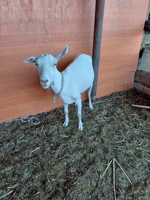 Срочно.  Сутти ешкилер сатылады.