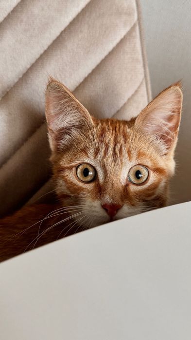 Рыжий котенок ищет дом
